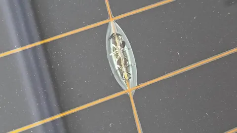 特斯拉後擋除霧線處破裂 非原廠隔熱紙遭拒保