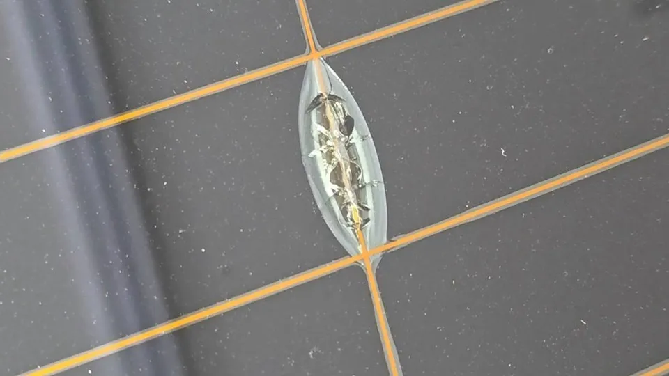 特斯拉後擋除霧線處破裂 非原廠隔熱紙遭拒保